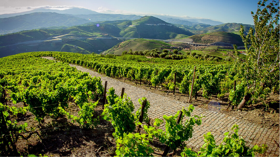 Vinícola Quinta do Vallado