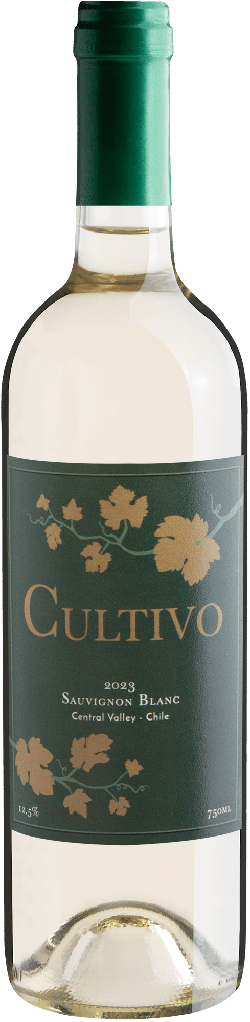 Cultivo Sauvignon Blanc Central Valley D.O.