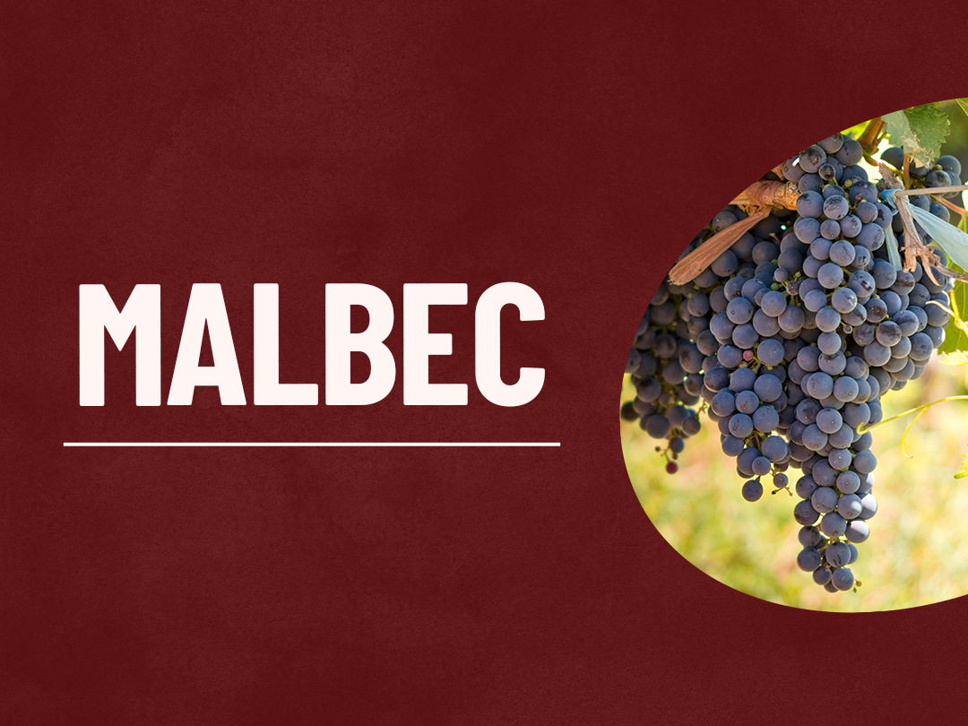 Tipos de Uva: Malbec